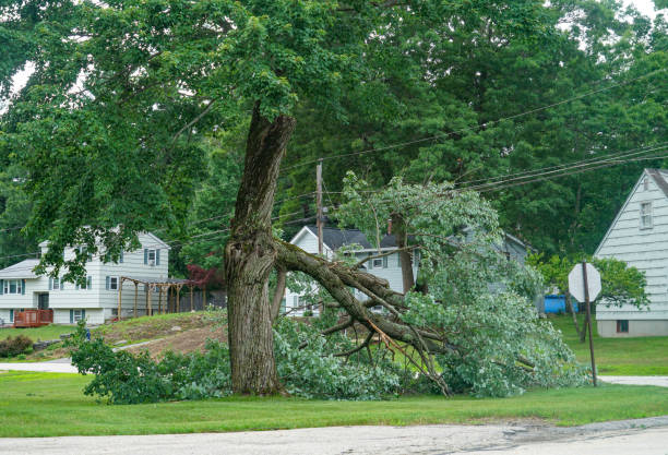 How Our Tree Care Process Works  in  Aventura, FL